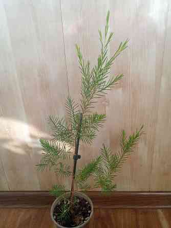 Хамелациум или восковой мирт. Донецк