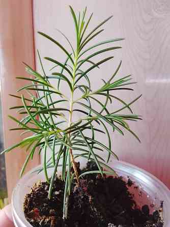 Хамелациум или восковой мирт. Донецк