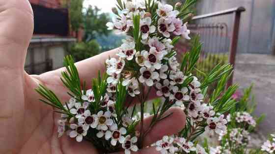 Хамелациум или восковой мирт. Донецк
