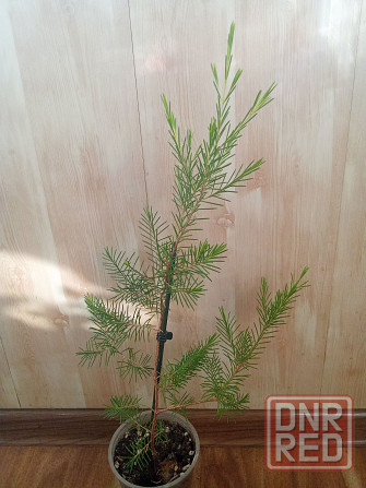 Хамелациум или восковой мирт. Донецк - изображение 3