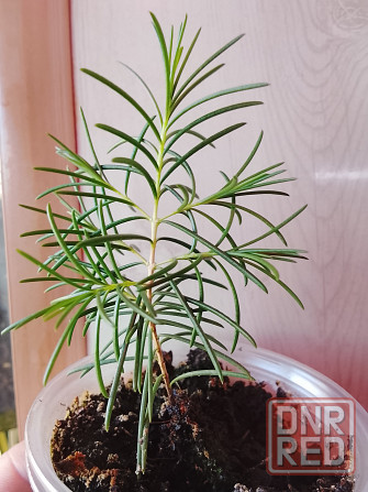 Хамелациум или восковой мирт. Донецк - изображение 2