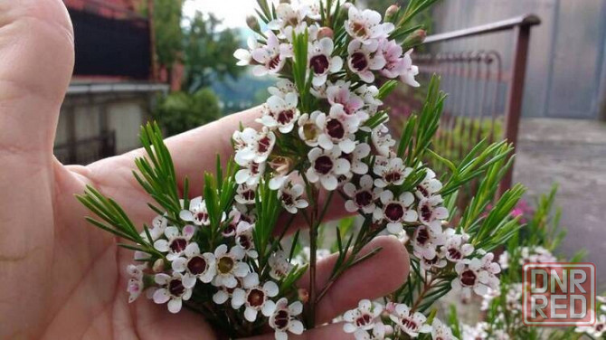 Хамелациум или восковой мирт. Донецк - изображение 1