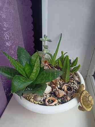 Комнатные цветы в горшке. Алоэ кактус и сансевьера. Донецк