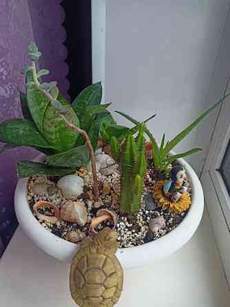 Комнатные цветы в горшке. Алоэ кактус и сансевьера. Донецк