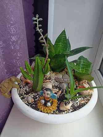 Комнатные цветы в горшке. Алоэ кактус и сансевьера. Донецк