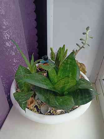 Комнатные цветы в горшке. Алоэ кактус и сансевьера. Донецк