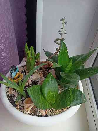 Комнатные цветы в горшке. Алоэ кактус и сансевьера. Донецк