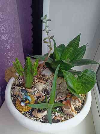 Комнатные цветы в горшке. Алоэ кактус и сансевьера. Донецк