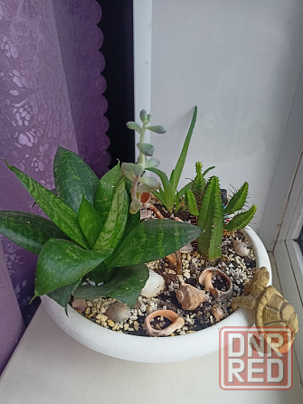 Комнатные цветы в горшке. Алоэ кактус и сансевьера. Донецк - изображение 5