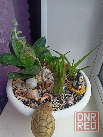 Комнатные цветы в горшке. Алоэ кактус и сансевьера. Донецк - изображение 6