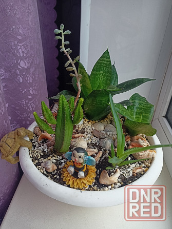 Комнатные цветы в горшке. Алоэ кактус и сансевьера. Донецк - изображение 1