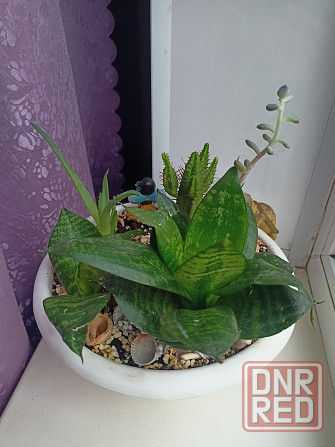 Комнатные цветы в горшке. Алоэ кактус и сансевьера. Донецк - изображение 4