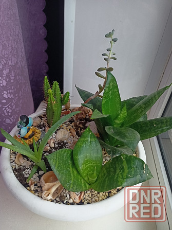 Комнатные цветы в горшке. Алоэ кактус и сансевьера. Донецк - изображение 3