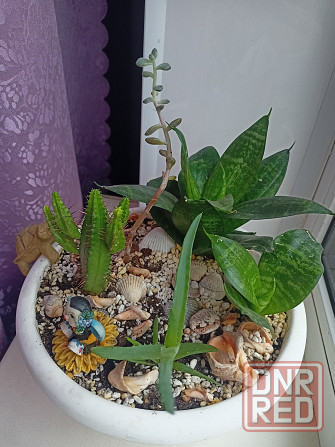 Комнатные цветы в горшке. Алоэ кактус и сансевьера. Донецк - изображение 2