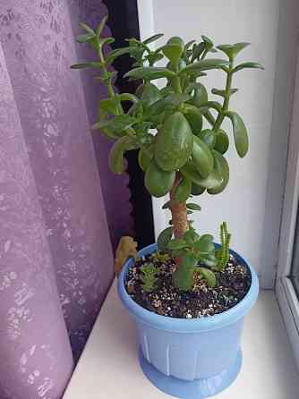 Денежное дерево и др.суккуленты. Донецк