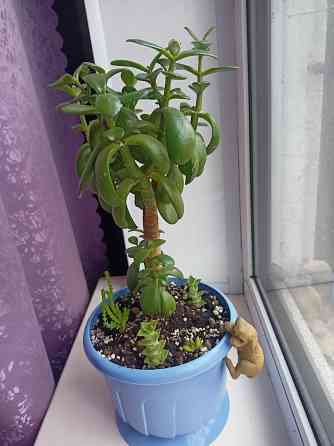 Денежное дерево и др.суккуленты. Донецк