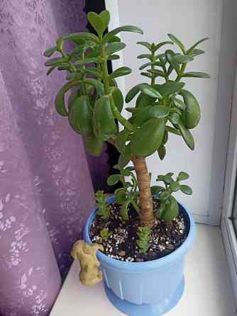 Денежное дерево и др.суккуленты. Донецк