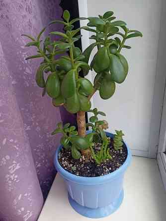 Денежное дерево и др.суккуленты. Донецк