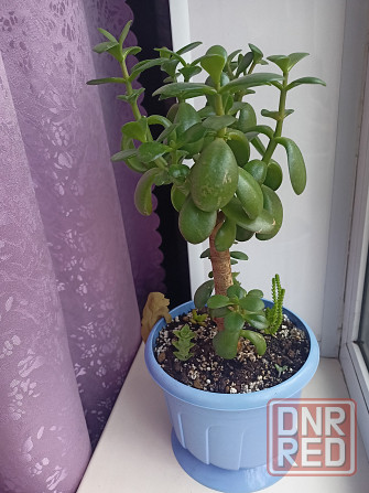 Денежное дерево и др.суккуленты. Донецк - изображение 3