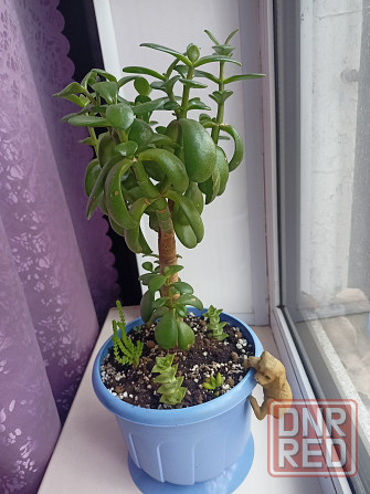 Денежное дерево и др.суккуленты. Донецк - изображение 1