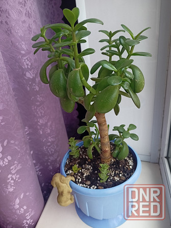 Денежное дерево и др.суккуленты. Донецк - изображение 2