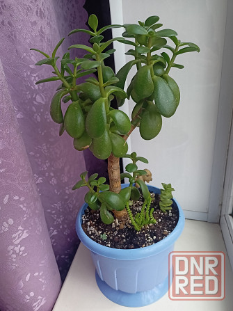 Денежное дерево и др.суккуленты. Донецк - изображение 4