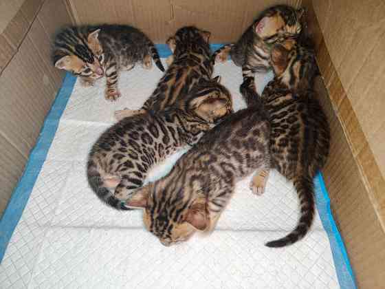 Продажа бенгалов Донецк