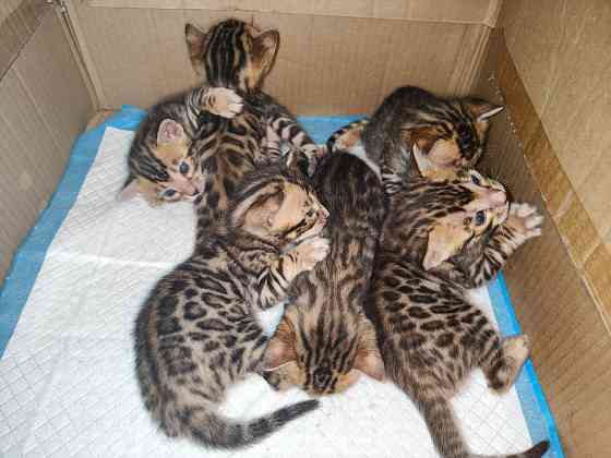 Продажа бенгалов Донецк