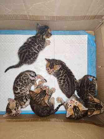 Продажа бенгалов Донецк