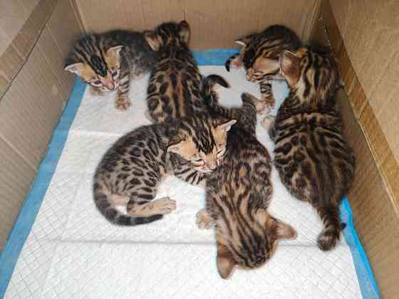 Продажа бенгалов Донецк