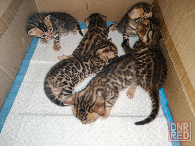 Продажа бенгалов Донецк - изображение 1