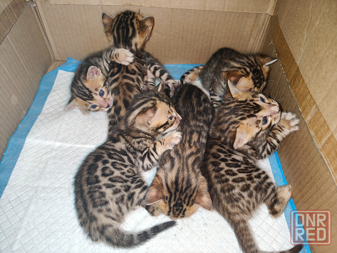 Продажа бенгалов Донецк - изображение 3