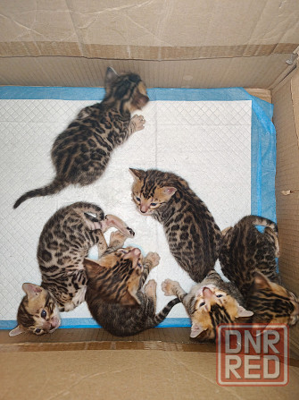 Продажа бенгалов Донецк - изображение 4