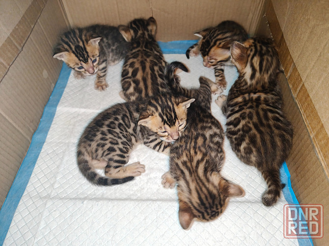 Продажа бенгалов Донецк - изображение 2