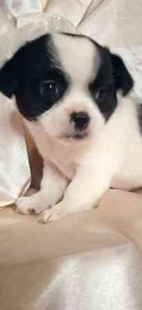 Коровка-мини Донецк