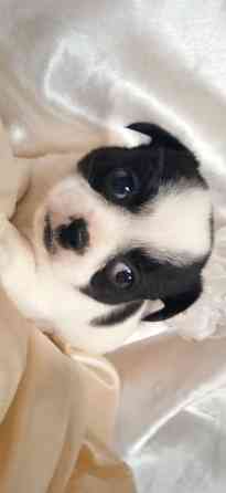 Коровка-мини Донецк