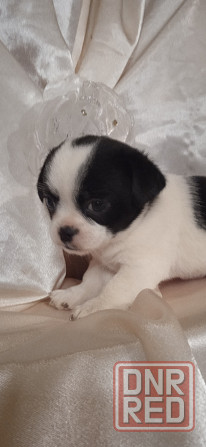 Коровка-мини Донецк - изображение 5