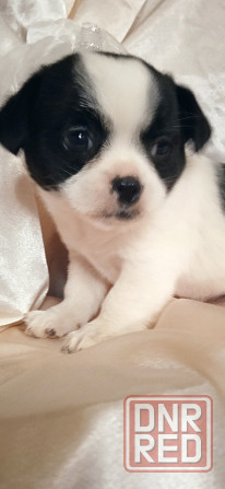 Коровка-мини Донецк - изображение 1