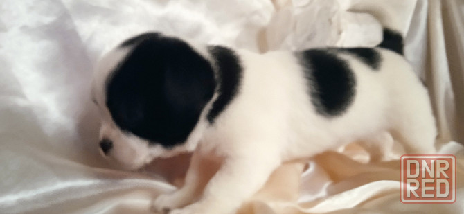 Коровка-мини Донецк - изображение 3