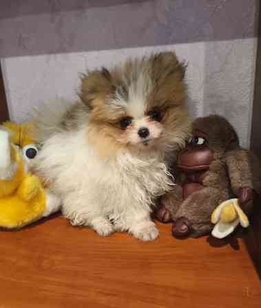 Щенки шпицев Донецк