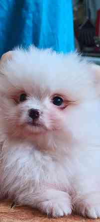 Щенки шпицев Донецк