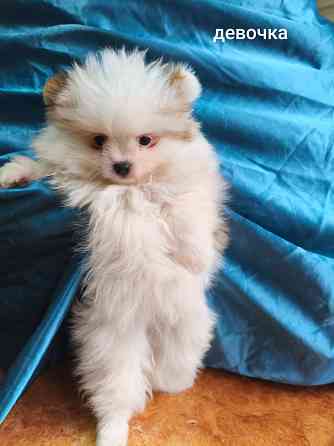 Щенки шпицев Донецк