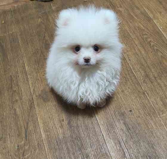 Щенки шпицев Донецк