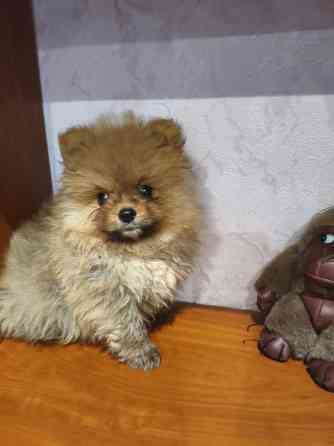 Щенки шпицев Донецк