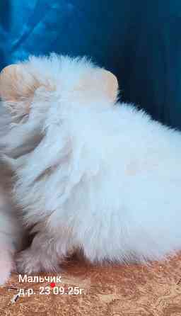 Щенки шпицев Донецк