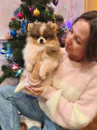 Щенки шпицев Донецк