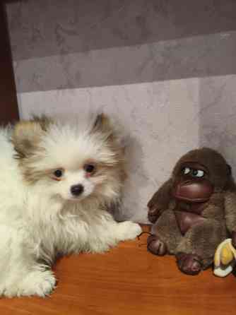 Щенки шпицев Донецк