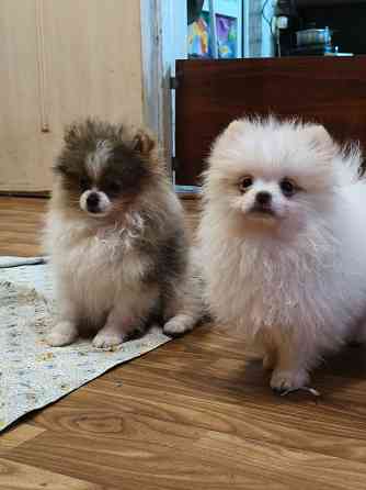 Щенки шпицев Донецк