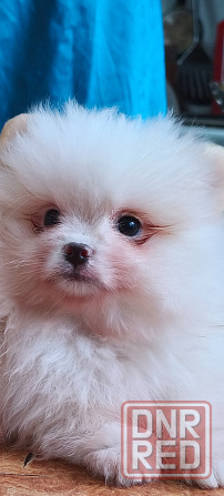 Щенки шпицев Донецк - изображение 5