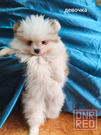 Щенки шпицев Донецк - изображение 3